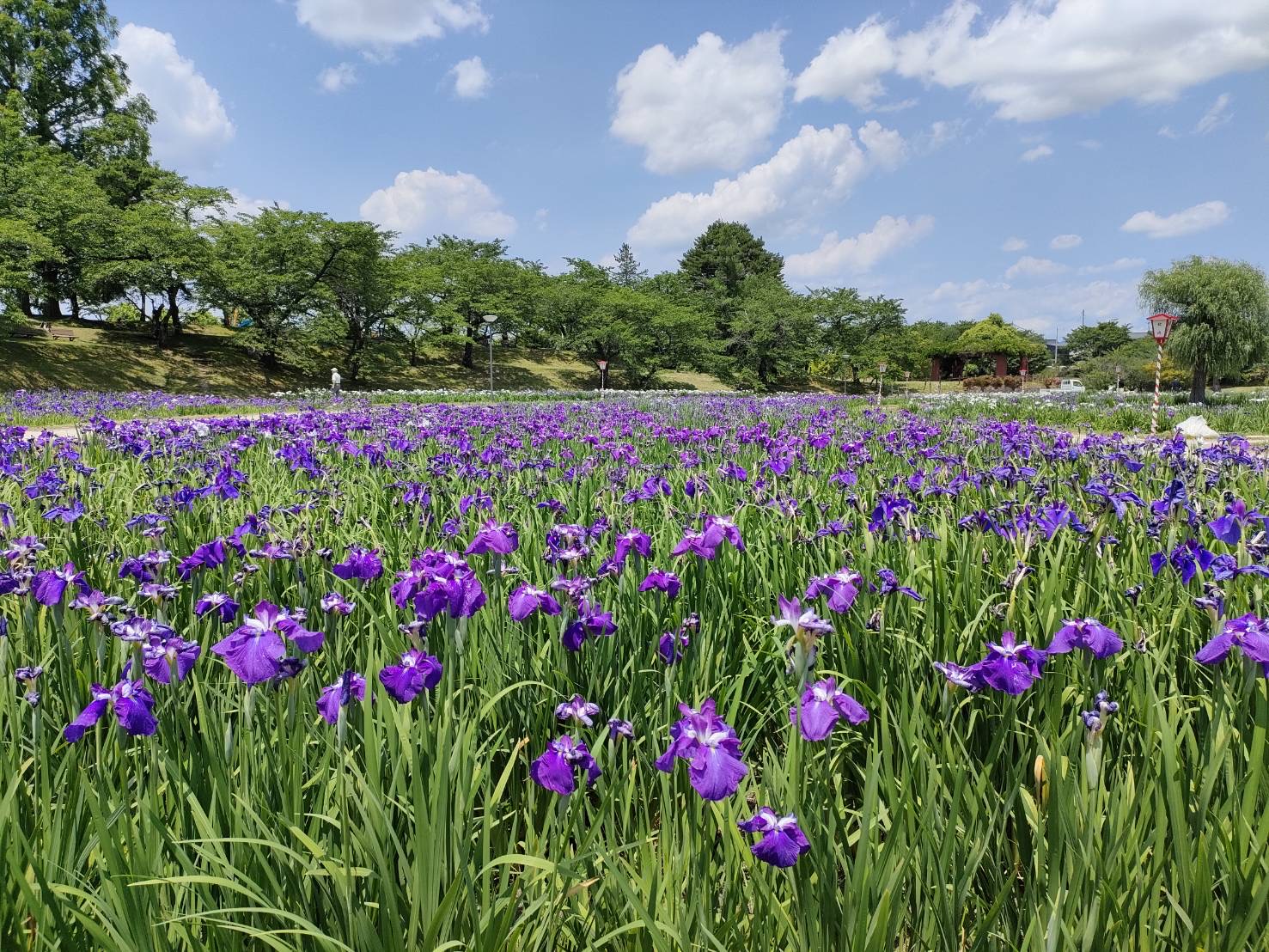花しょうぶ