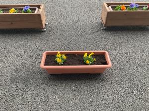 寄せ植えの様子3