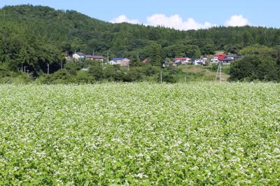 そば畑