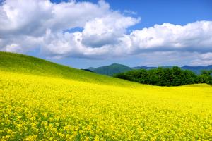 菜の花