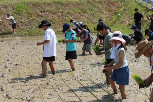 田植え体験