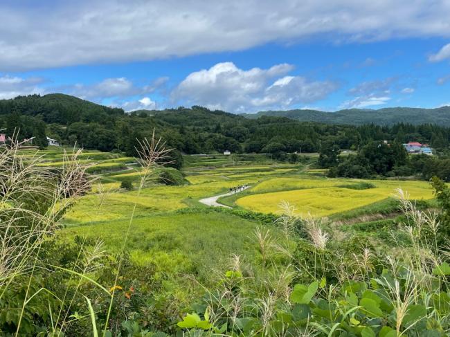 田んぼの写真