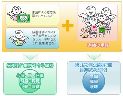 臓器提供とは？